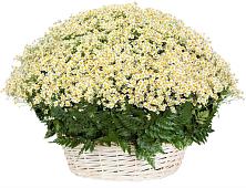 Цветочная композиция из Ромашки в корзине #REPLACE_PRED# Смирновке